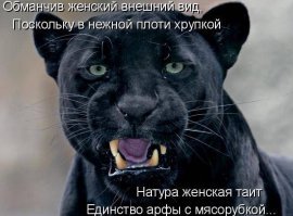 Пантеры - те же котики, только больше!