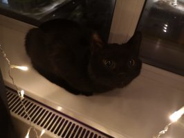 27 декабря 2019 взяли черного, с улицы. Красавчик Люций. Очень умный и ласковый.