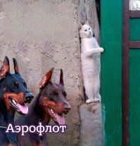 После кошачьей трагедии на борту «Аэрофлот» решил пересмотреть правила перевозки животных