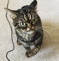 Не забавный, а БОЛЬНОЙ, уродец. Брак природы по сути. Что за повальная мода пошла на больных животных?.. 

Нет, любви заслуживают все, даже такие, но ведь дефекты преподносятся под видом: "Ой посмотрите, какой смешной милаха!". 
Не смешной и не милаха. 

Мне их жаль, я рад, что они имеют хороший уход и любящих хозяев, но люди, ЧТО С ВАМИ?..