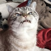 Не забавный, а БОЛЬНОЙ, уродец. Брак природы по сути. Что за повальная мода пошла на больных животных?.. 

Нет, любви заслуживают все, даже такие, но ведь дефекты преподносятся под видом: "Ой посмотрите, какой смешной милаха!". 
Не смешной и не милаха. 

Мне их жаль, я рад, что они имеют хороший уход и любящих хозяев, но люди, ЧТО С ВАМИ?..