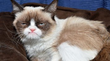 Не забавный, а БОЛЬНОЙ, уродец. Брак природы по сути. Что за повальная мода пошла на больных животных?.. 

Нет, любви заслуживают все, даже такие, но ведь дефекты преподносятся под видом: "Ой посмотрите, какой смешной милаха!". 
Не смешной и не милаха. 

Мне их жаль, я рад, что они имеют хороший уход и любящих хозяев, но люди, ЧТО С ВАМИ?..