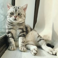 Не забавный, а БОЛЬНОЙ, уродец. Брак природы по сути. Что за повальная мода пошла на больных животных?.. 

Нет, любви заслуживают все, даже такие, но ведь дефекты преподносятся под видом: "Ой посмотрите, какой смешной милаха!". 
Не смешной и не милаха. 

Мне их жаль, я рад, что они имеют хороший уход и любящих хозяев, но люди, ЧТО С ВАМИ?..