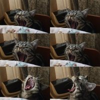 Как постит фото настоящий кошатник:
(с собачкой та же история   )