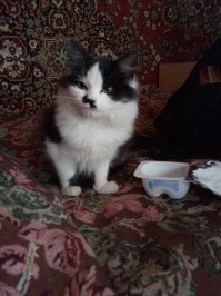 у меня в котэ ктото чернилами чихнул, погоняло клякса)))