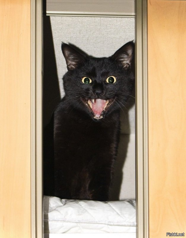 Добрый комикс: Суеверия о чёрных кошках