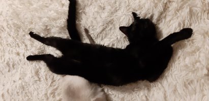 Пока что четыре кило пушистой радости)))) Бандит тот еще))