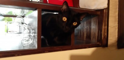 А это мой котан))
