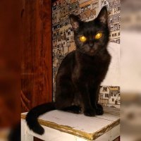 Добрый комикс: Суеверия о чёрных кошках