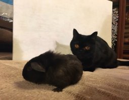 Добрый комикс: Суеверия о чёрных кошках