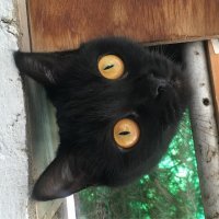 Добрый комикс: Суеверия о чёрных кошках