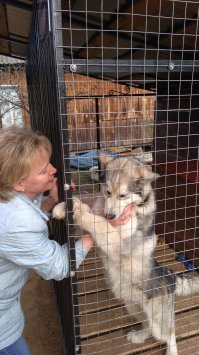 Хаски: большие и пушистые