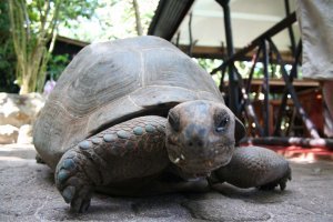 Был там в 2008 году, видел этого мужичка. Он на тот момент выглядел уже совсем стареньким. У него было несколько собак. Остальное описанное выше сходится с тем, что рассказывал гид. Добавлю лишь, что ему за остров предлагали разные люди разные суммы, но он его не продал. Его черепахи там по 300-400 кг весят.. даже от земли не оторвать было :)