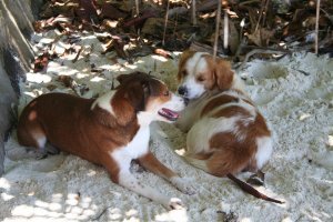 Был там в 2008 году, видел этого мужичка. Он на тот момент выглядел уже совсем стареньким. У него было несколько собак. Остальное описанное выше сходится с тем, что рассказывал гид. Добавлю лишь, что ему за остров предлагали разные люди разные суммы, но он его не продал. Его черепахи там по 300-400 кг весят.. даже от земли не оторвать было :)