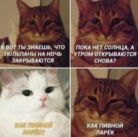 30 жизненных и добрых мемов с котиками