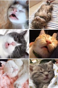 30 жизненных и добрых мемов с котиками