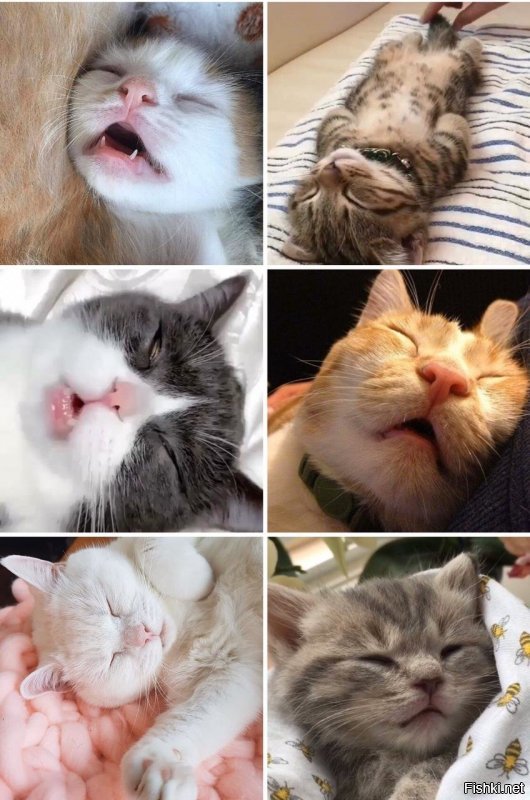 30 жизненных и добрых мемов с котиками