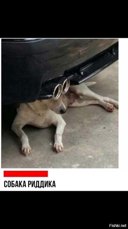 Да как ты смеешь