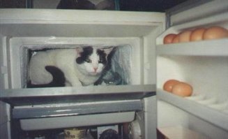 Прикольные и смешные картинки