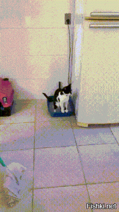 Современные коты в туалет ходят с планшетом