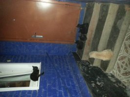 Чёрная троица: Май, Васька и Лео, осень 2016 г. ... К сожалению, на сегодня уже все покойные...((( А одно время вообще дома было 5 черных кошек...