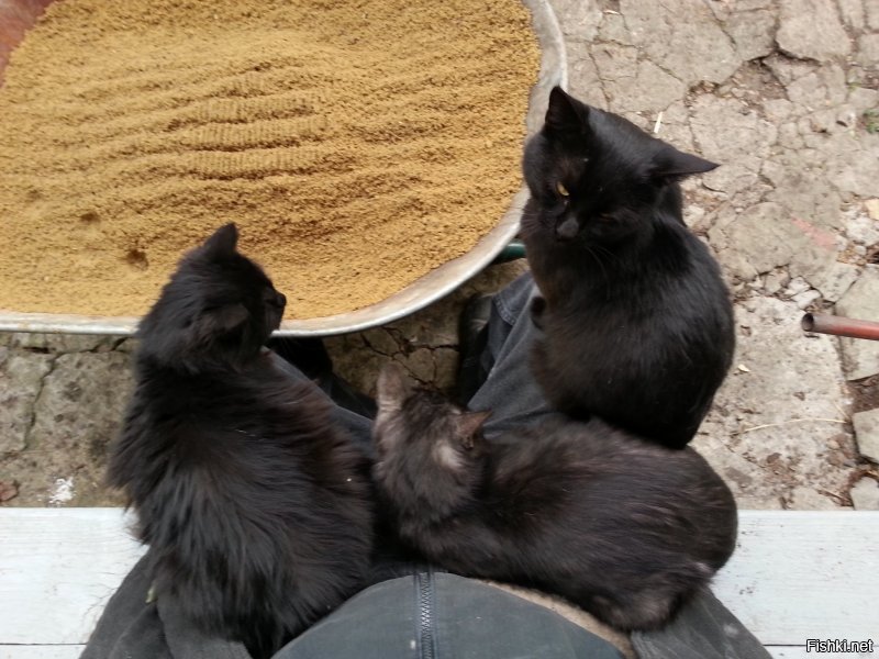 Чёрная троица: Май, Васька и Лео, осень 2016 г. ... К сожалению, на сегодня уже все покойные...((( А одно время вообще дома было 5 черных кошек...