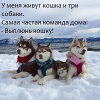Кот постоянно получает тумаки от пса, но не перестает его дразнить