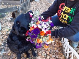 А это батончик) очень умная ,позитивная сабакена, ходит рядом, возле магазина спокойно ждет хозяина, не реагирует на других барбосов и катейков если у тех приступы паники и агрессии) гавкать правда совсем не умеет, только охраняя территорию на даче и за косточку) хорошая порода)