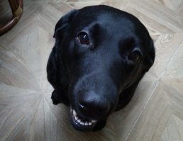 А это батончик) очень умная ,позитивная сабакена, ходит рядом, возле магазина спокойно ждет хозяина, не реагирует на других барбосов и катейков если у тех приступы паники и агрессии) гавкать правда совсем не умеет, только охраняя территорию на даче и за косточку) хорошая порода)