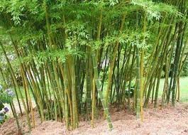 Ну хоть пару фото для приличия. И листоколосник съедобные это просто один из видов бамбука