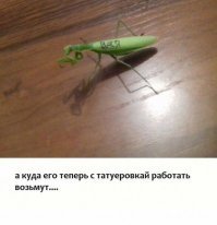 какая  ему разница работать или нет все-равно  самка сожрет