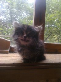 котэ плюсую всегда)) мое чудище