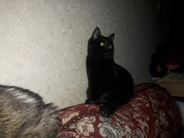 мое пантера, в пятницу 13 родилась