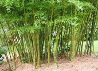 листоколосник съедобный