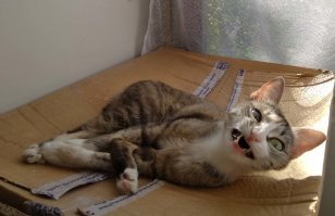 Прикольные и смешные картинки