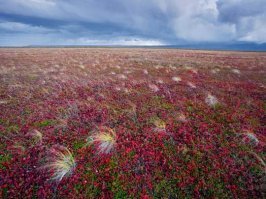 эта трава появилась в начале в траве аэропорта, а теперь эта абсолютно несъедобная трава вытесняя все наши травы захватывает земли и скоро все вокруг будет в этой противной траве . вот так она скромно выглядит на фото в тундре редкие пушистые метелки и сплошной ковер у нас во дворе вытянив все остальные травы. от нас до аэропорта 20 км. и так везде