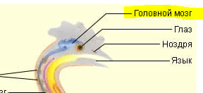 2 веревки по длиннее можно привязать с внутренней стороны