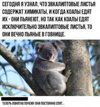 Австралийские военнослужащие в свободное время выхаживают коал
