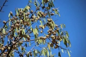 Магазин с Мезонином (надстройка над средней частью жилого дома, часто с балконом);
Мужчина с Музыкальным инструментом (Он же "Музыкант");
Манекен - перед магазином в женском платье;

Цветочки вокруг - это Маргаритки (Фото 1);
Мимоза в левом нижнем углу (Фото 2)
Деревья - это Миндаль (Фото 3)