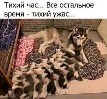 Прикольные и смешные картинки