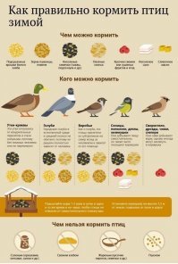 Чижей подсолнечными семечками нельзя кормить? Они из кормушки у меня вместе с синицами, воробьями и дубоносами по 3-4 ведра семечек за зиму сжирают. И как-то не без удовольствия. Пока едят, других птиц к кормушке не пускают.