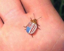 Чилийское экономическое чудище