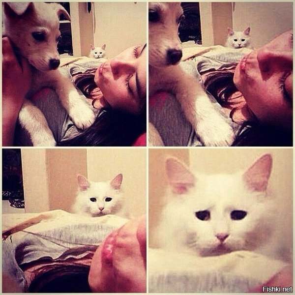 Прикольные и смешные картинки