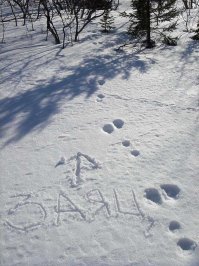 про следы вот это заец