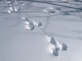 про следы вот это заец