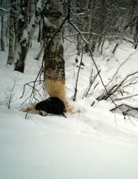 Ха, морковка - берёзовой веточкой бы заправиться!