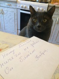 Шиншилла вступила в схватку с кошкой за початок кукурузы