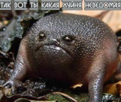 Картинки с надписями