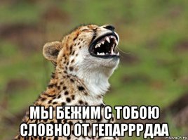 Тот самый момент, когда в джип запрыгнул гепард