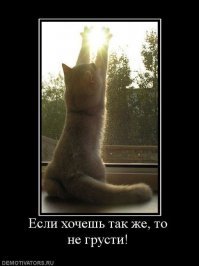 Кошачьи демотиваторы